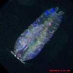 Click here to visit our photo gallery of zooplankton from the deep Sargasso Sea